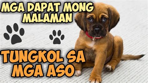 nag pa iyot sa aso